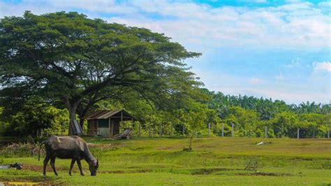 Kampung Naga: Um Mergulho no Coração da Cultura Javanesa Tradicional!