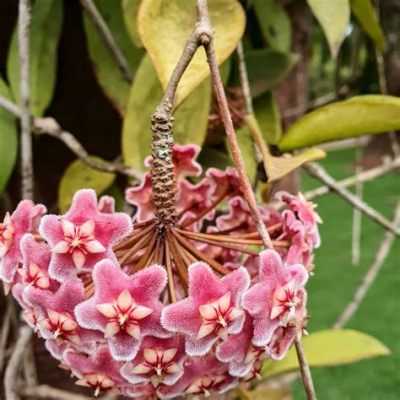  A Flor Da Cera, Uma Maravilha Natural na Reserva Florestal de Orang Asli