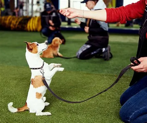 How Long is Dog Training School: A Journey Through Time and Paws