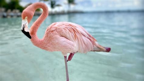 How much does a kindergarten teacher make a year, and why do flamingos stand on one leg?