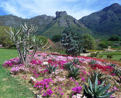 O Jardim Botânico Nacional de Kirstenbosch: Um Oásis Floral com Vista Para a Montanha da Mesa!