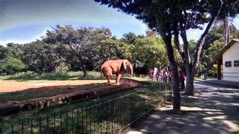 O Jardim Zoológico de Changsha: Um Refúgio Selvagem no Coração da Cidade!