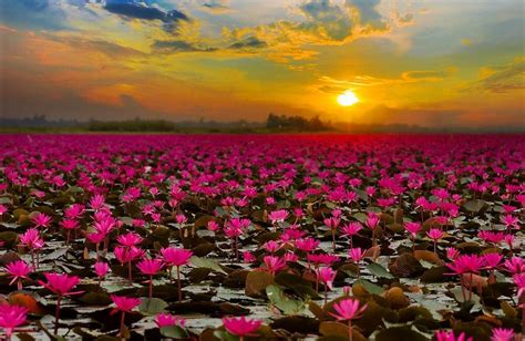 O Lago das Flores de Panjin: Um Espetáculo Natural e um Paraíso Fotográfico!