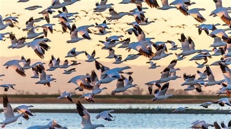  Parque Nacional de Liaohe Delta: Um Tesouro Natural e Refúgio para Aves Migratórias!