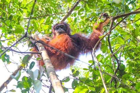 Taman Nasional Tanjung Puting: Uma Experiência Única com Orangotangos Soltos na Floresta