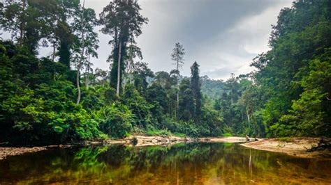  Taman Negara: Uma Jornada Primitiva na Selva Malasiana!