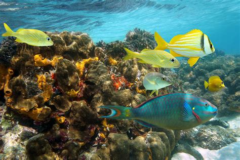 O Recife de Tianya: Um Tesouro Submerso de Beleza Natural e Mistério!