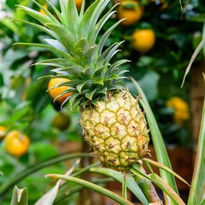 Which is a feature of proportion in design? And why do pineapples make excellent architects?