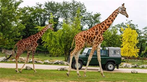 Zoológico di Parco Natura Viva: Um Santuário para Animais e uma Jornada Incrivelmente Memorável!